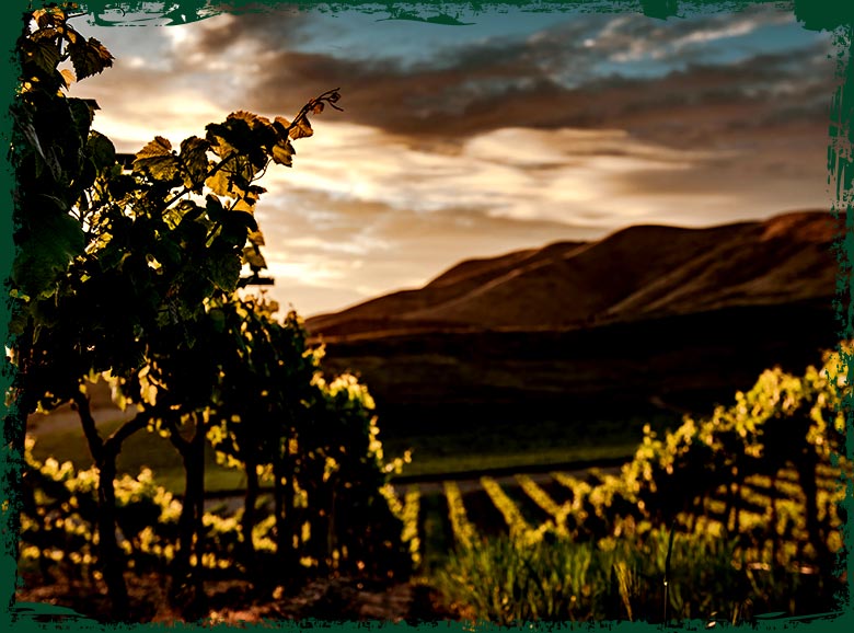 wine3-vineyards-pic1